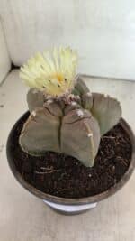 MATRIZ ASTROPHYTUM cv KIKKO Nº 1105 – vaso 15 - Imagem 8