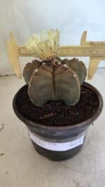 MATRIZ ASTROPHYTUM cv KIKKO Nº 1105 – vaso 15 - Imagem 4