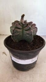 MATRIZ ASTROPHYTUM cv KIKKO Nº 1106 – vaso 15 - Imagem 2