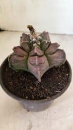 MATRIZ ASTROPHYTUM cv KIKKO Nº 1106 – vaso 15 - Imagem 8