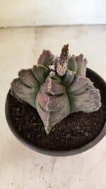 MATRIZ ASTROPHYTUM cv KIKKO Nº 1106 – vaso 15 - Imagem 6