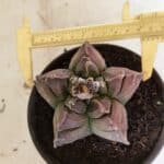 MATRIZ ASTROPHYTUM cv KIKKO Nº 1106 – vaso 15