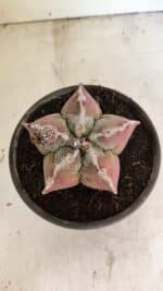 MATRIZ ASTROPHYTUM cv KIKKO Nº 1107 – vaso 15 - Imagem 3