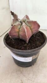 MATRIZ ASTROPHYTUM cv KIKKO Nº 1107 – vaso 15 - Imagem 8