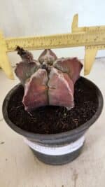 MATRIZ ASTROPHYTUM cv KIKKO Nº 1107 – vaso 15 - Imagem 4