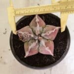 MATRIZ ASTROPHYTUM cv KIKKO Nº 1107 – vaso 15