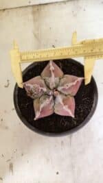 MATRIZ ASTROPHYTUM cv KIKKO Nº 1107 – vaso 15