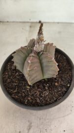 MATRIZ ASTROPHYTUM cv KIKKO Nº 1111 – vaso 15 - Imagem 9