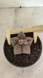 MATRIZ ASTROPHYTUM cv KIKKO Nº 1112 – vaso 15 - Imagem 5