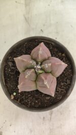 MATRIZ ASTROPHYTUM cv KIKKO Nº 1112 – vaso 15 - Imagem 7