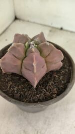 MATRIZ ASTROPHYTUM cv KIKKO Nº 1112 – vaso 15 - Imagem 9