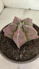 MATRIZ ASTROPHYTUM cv KIKKO Nº 1112 – vaso 15 - Imagem 10