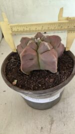 MATRIZ ASTROPHYTUM cv KIKKO Nº 1112 – vaso 15 - Imagem 4