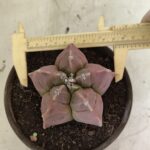 MATRIZ ASTROPHYTUM cv KIKKO Nº 1112 – vaso 15