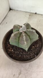 MATRIZ ASTROPHYTUM cv KIKKO Nº 1114 – vaso 15 - Imagem 8