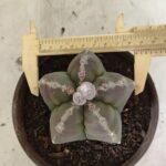 MATRIZ ASTROPHYTUM cv KIKKO Nº 1114 – vaso 15