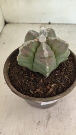 MATRIZ ASTROPHYTUM cv KIKKO Nº 1114 – vaso 15 - Imagem 10