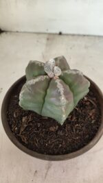 MATRIZ ASTROPHYTUM cv KIKKO Nº 1114 – vaso 15 - Imagem 9
