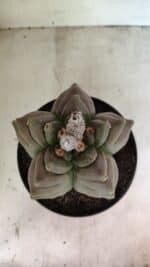 MATRIZ ASTROPHYTUM cv KIKKO Nº 1119 – vaso 17 - Imagem 3