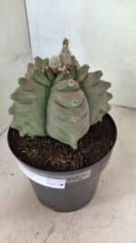 MATRIZ ASTROPHYTUM cv KIKKO Nº 1119 – vaso 17 - Imagem 10