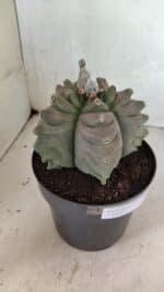 MATRIZ ASTROPHYTUM cv KIKKO Nº 1119 – vaso 17 - Imagem 9