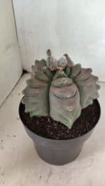 MATRIZ ASTROPHYTUM cv KIKKO Nº 1119 – vaso 17 - Imagem 8