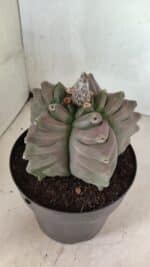 MATRIZ ASTROPHYTUM cv KIKKO Nº 1119 – vaso 17 - Imagem 7