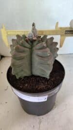 MATRIZ ASTROPHYTUM cv KIKKO Nº 1119 – vaso 17