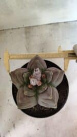 MATRIZ ASTROPHYTUM cv KIKKO Nº 1119 – vaso 17 - Imagem 5