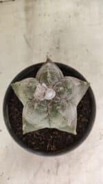 MATRIZ ASTROPHYTUM cv KIKKO Nº 1120 – vaso 15 - Imagem 3