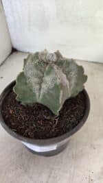 MATRIZ ASTROPHYTUM cv KIKKO Nº 1120 – vaso 15 - Imagem 8