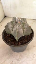 MATRIZ ASTROPHYTUM cv KIKKO Nº 1120 – vaso 15 - Imagem 7