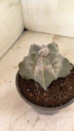 MATRIZ ASTROPHYTUM cv KIKKO Nº 1120 – vaso 15 - Imagem 6