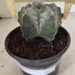 MATRIZ ASTROPHYTUM cv KIKKO Nº 1120 – vaso 15