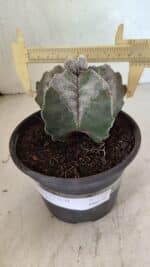 MATRIZ ASTROPHYTUM cv KIKKO Nº 1120 – vaso 15