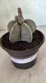 MATRIZ ASTROPHYTUM cv KIKKO Nº 1121 – vaso 15 - Imagem 2