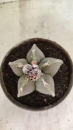 MATRIZ ASTROPHYTUM cv KIKKO Nº 1121 – vaso 15 - Imagem 3