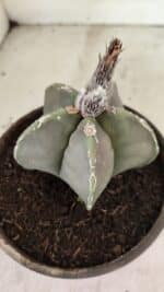 MATRIZ ASTROPHYTUM cv KIKKO Nº 1121 – vaso 15 - Imagem 8