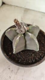 MATRIZ ASTROPHYTUM cv KIKKO Nº 1121 – vaso 15 - Imagem 6
