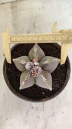 MATRIZ ASTROPHYTUM cv KIKKO Nº 1121 – vaso 15