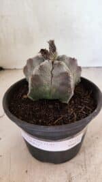 MATRIZ ASTROPHYTUM cv KIKKO Nº 1122 – vaso 15 - Imagem 2
