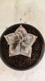 MATRIZ ASTROPHYTUM cv KIKKO Nº 1122 – vaso 15 - Imagem 3