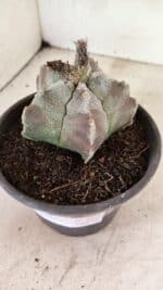 MATRIZ ASTROPHYTUM cv KIKKO Nº 1122 – vaso 15 - Imagem 10