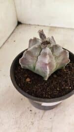 MATRIZ ASTROPHYTUM cv KIKKO Nº 1122 – vaso 15 - Imagem 9