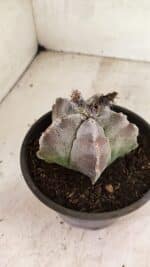 MATRIZ ASTROPHYTUM cv KIKKO Nº 1122 – vaso 15 - Imagem 8