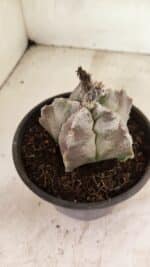 MATRIZ ASTROPHYTUM cv KIKKO Nº 1122 – vaso 15 - Imagem 7