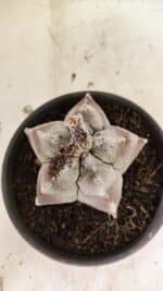 MATRIZ ASTROPHYTUM cv KIKKO Nº 1122 – vaso 15 - Imagem 6