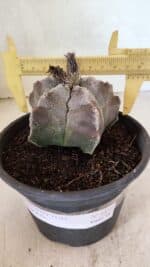 MATRIZ ASTROPHYTUM cv KIKKO Nº 1122 – vaso 15 - Imagem 4