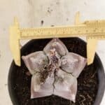 MATRIZ ASTROPHYTUM cv KIKKO Nº 1122 – vaso 15