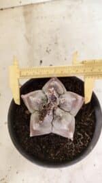 MATRIZ ASTROPHYTUM cv KIKKO Nº 1122 – vaso 15